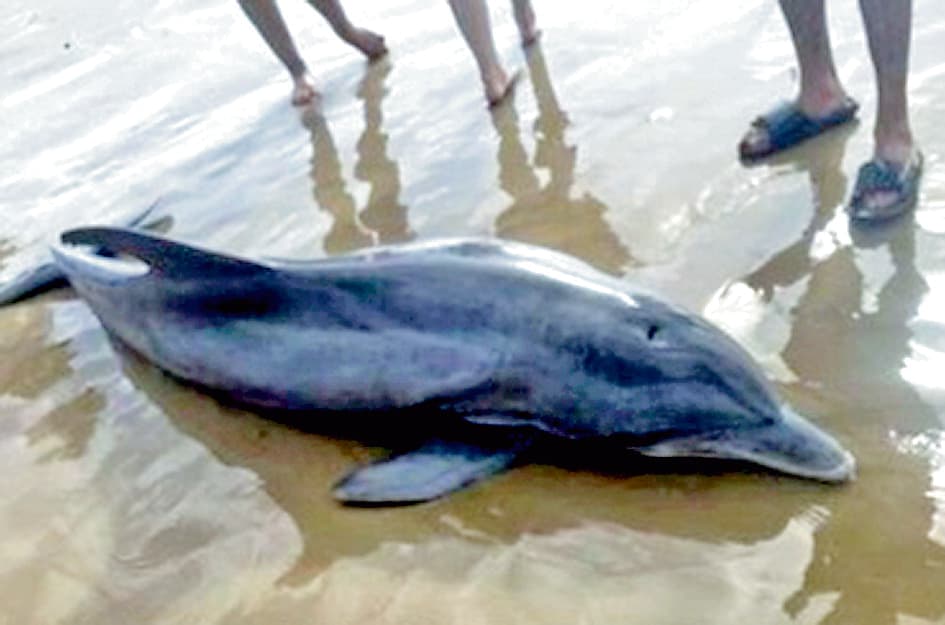 कटवा में गंगा बन गयी है ‘डॉल्फिन’ के लिए मरण-कुंड, भागीरथी में बोट से गश्त और निगरानी बढ़ाने की दरकार