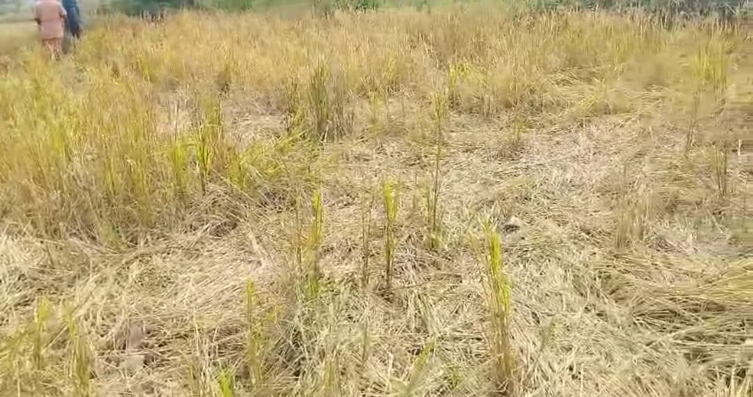 Chaibasa News : 27 हाथियों ने सब्जियों व धान को बनाया निवाला