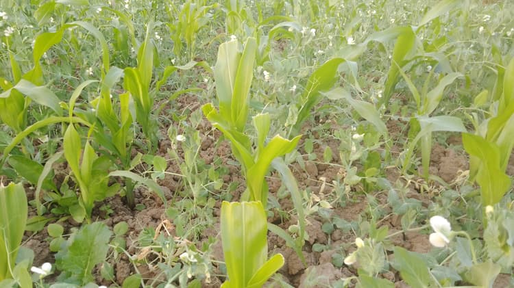 मटर की छिमी में लग रहा सुखड़ा रोग, किसानों की बढ़ी चिंता