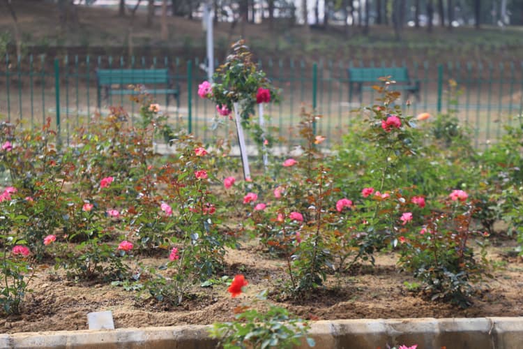 jamshedpur :  आज खुलेगा रोज गार्डेन, 1580 गुलाब के पौधों का करें दीदार