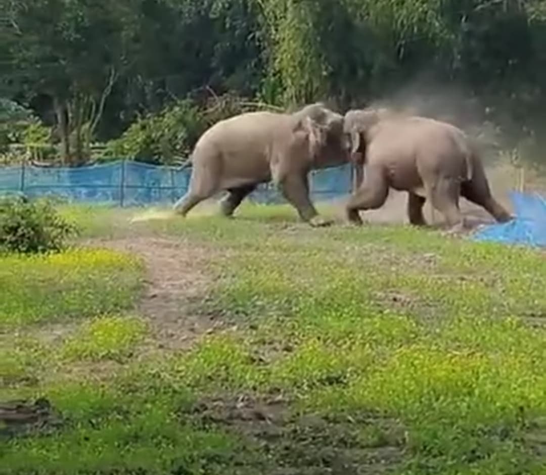 नीमडीह: झुंड से बिछड़े हाथी ने मचाया उत्पात, दुकान का दरवाजा तोड़कर खा गया चावल