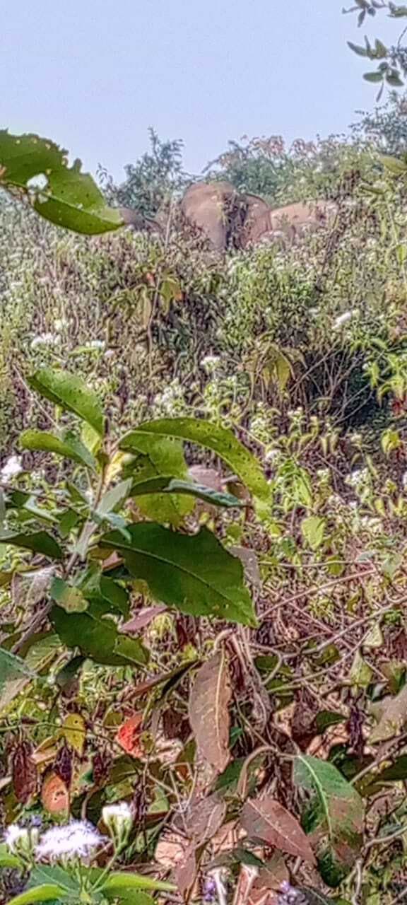 Giridih News: पीरटांड़ पहुंचकर 36 हाथियों ने मचाया उत्पात, खा गये किसानों के धान