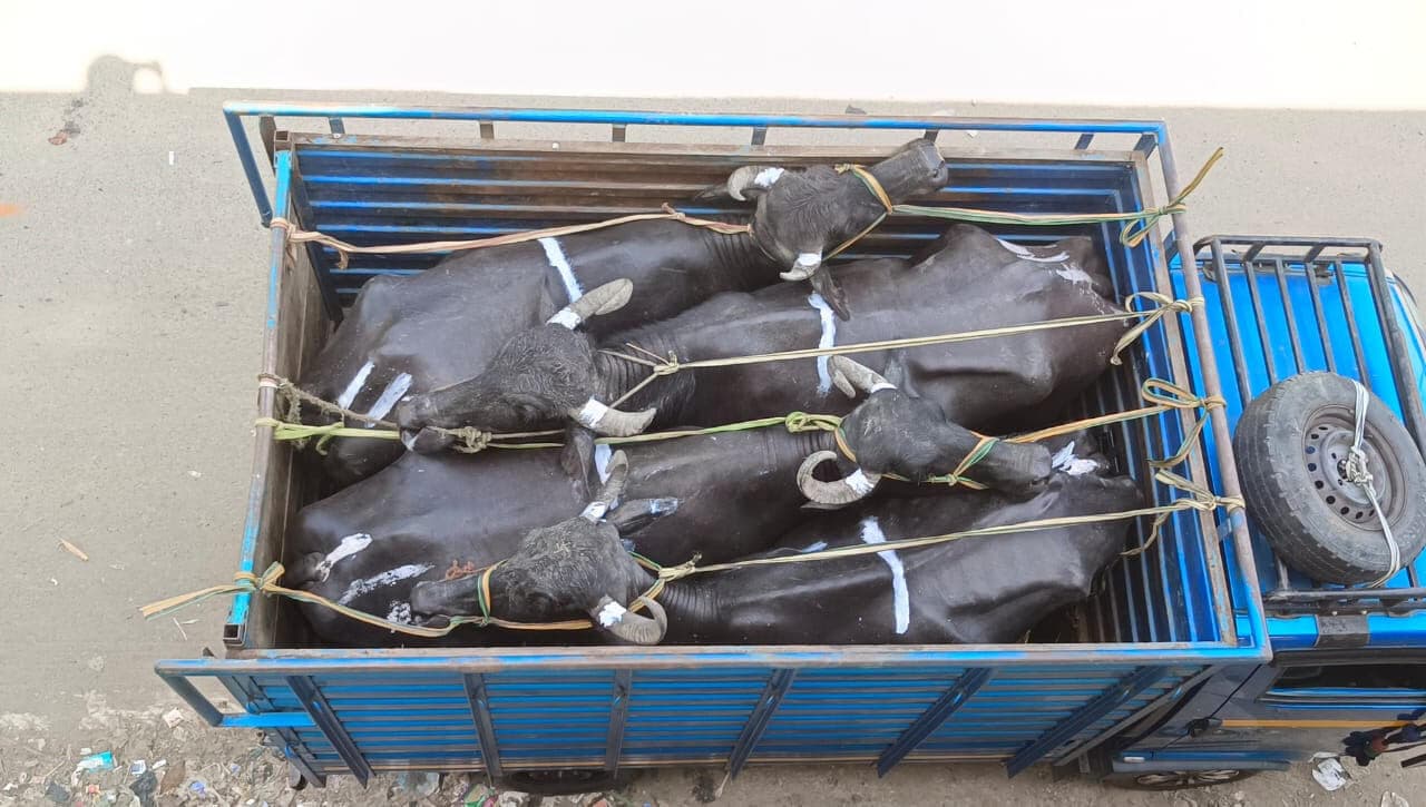 मवेशी तस्करी कर हर दिन भेजा जा जा रहा पश्चिम बंगाल