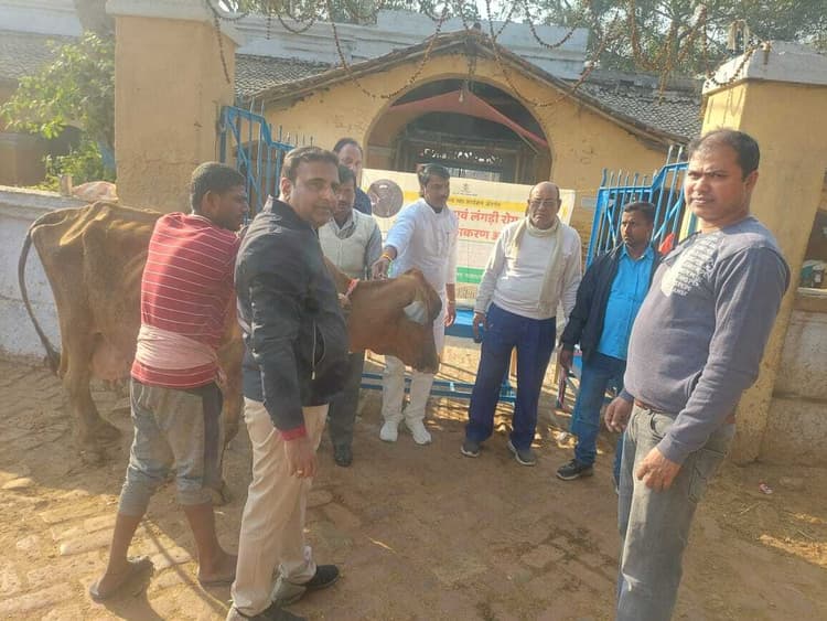 लंगड़ी बुखार से बचाव के लिए जिले के 3.28 लाख गाय-भैंस को लगाया जाएगा टीका