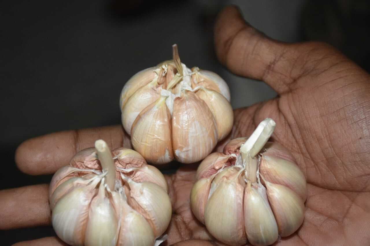 Purnia news : गुलाबबाग में गोदाम से एक करोड़ से अधिक का चाइनीज लहसुन जब्त