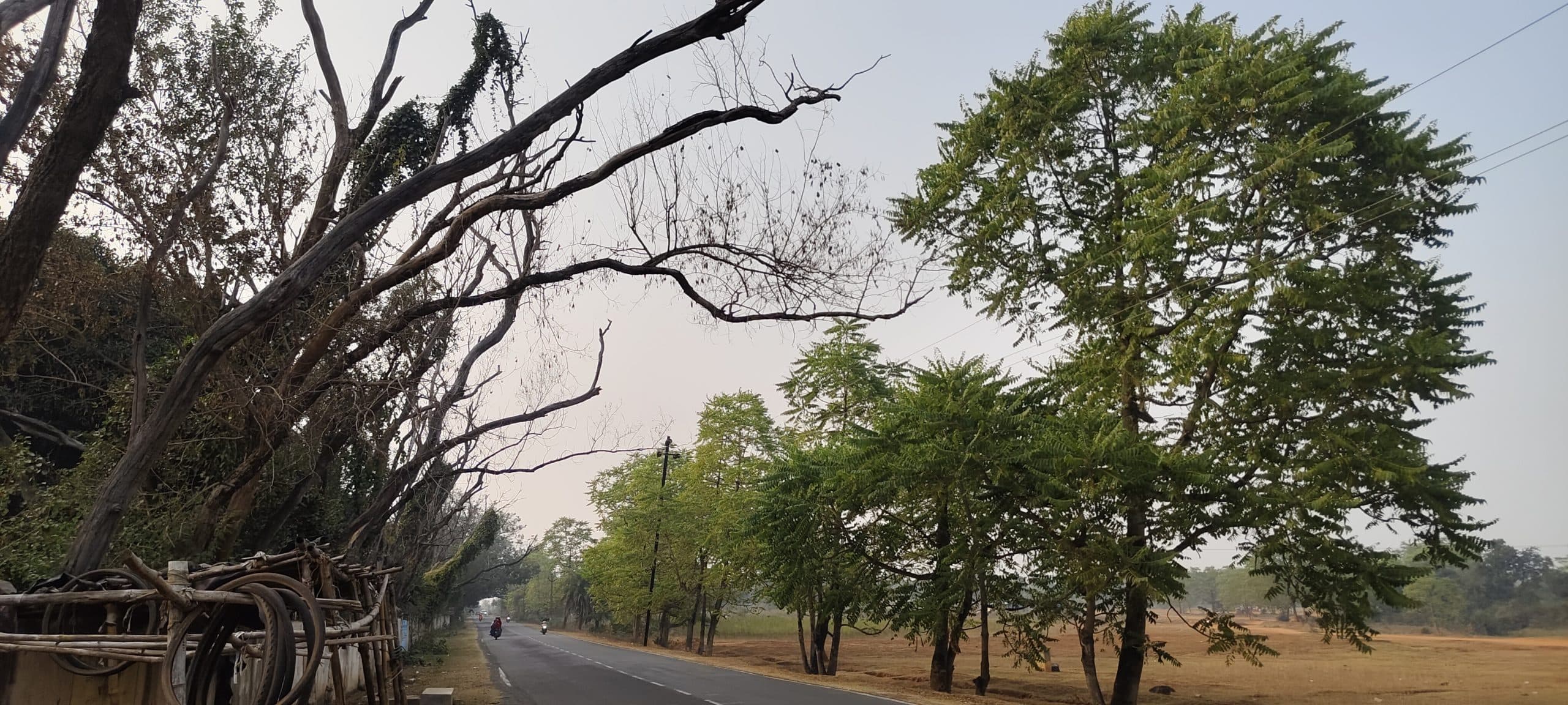 सड़क किनारे सूखे पेड़ से दुर्घटना का भय