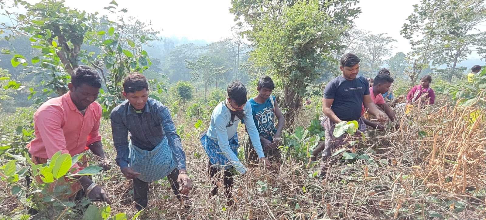 पहाड़ी गांव में आज भी जिंदा है सामुदायिक खेती, बरबट्टी की खेती है मिसाल