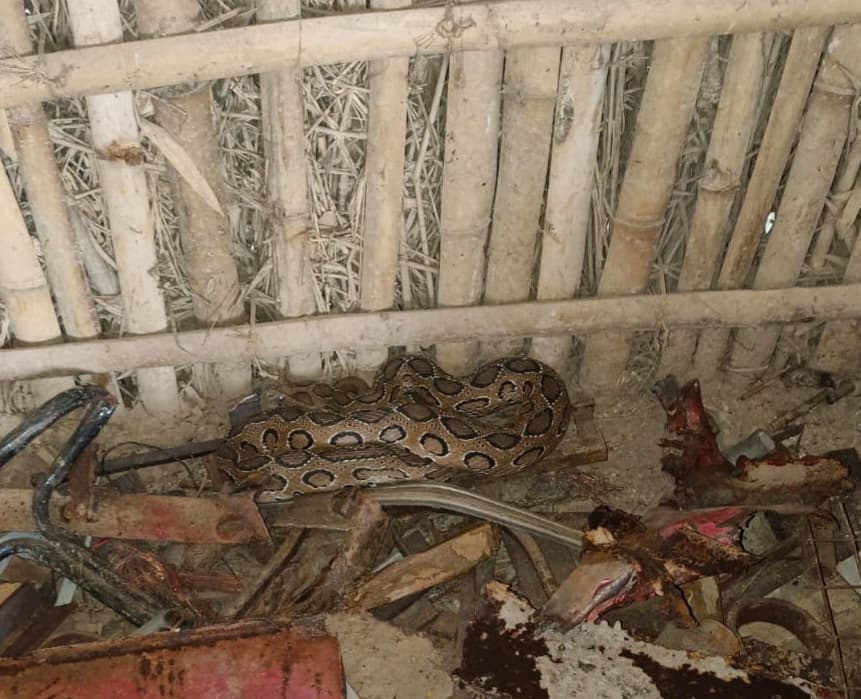 नवाबगंज में तीन फीट का अजगर मिला, वन विभाग ने किया रेस्क्यू