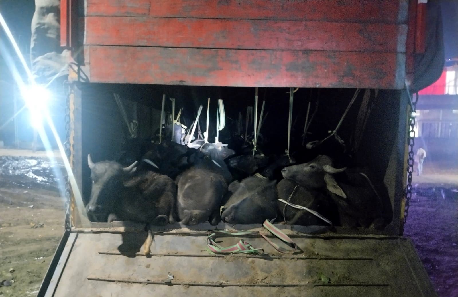 पशुओं से भरे ट्रक को पुलिस ने किया जब्त, दो गिरफ्तार