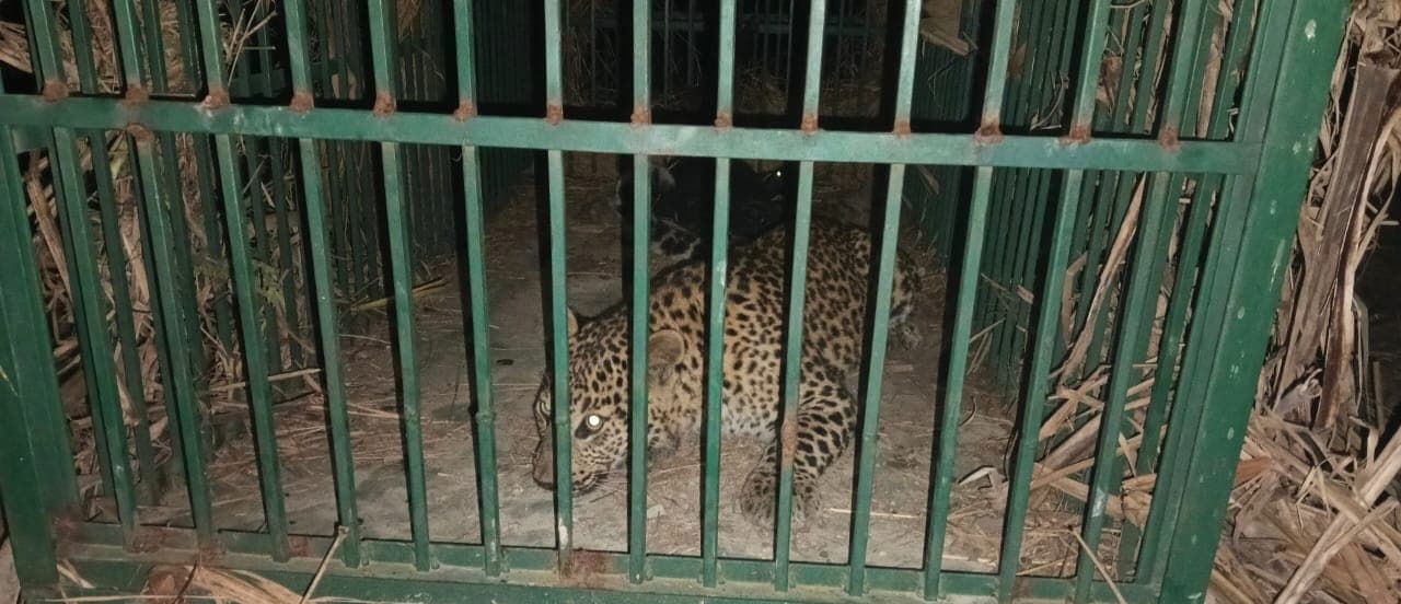 तेंदुआ का किया रेस्क्यू, लोगों ने ली राहत की सांस