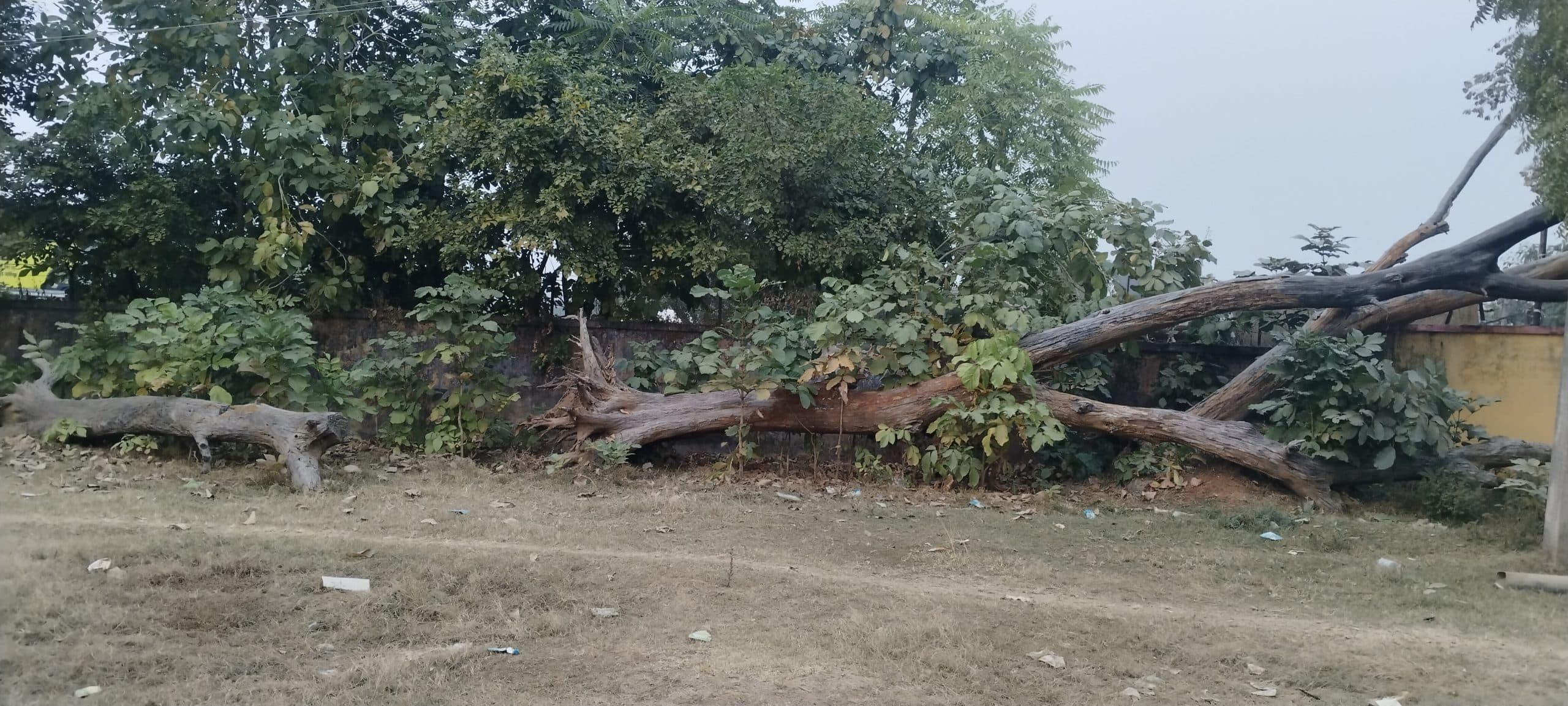 उज्ज्वला योजना के बाद भी ईंधन के लिए पेड़ों का कटान जारी