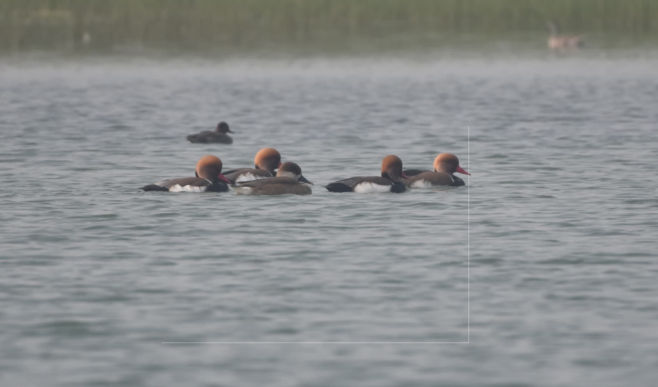 लाइन होटलों में परोसा जा रहा प्रवासी पक्षियों का मांस