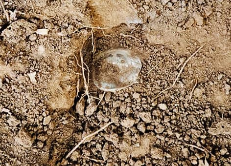 बांसडीह जंगल से सुरक्षा बलों ने प्रेशर आइइडी किया बरामद