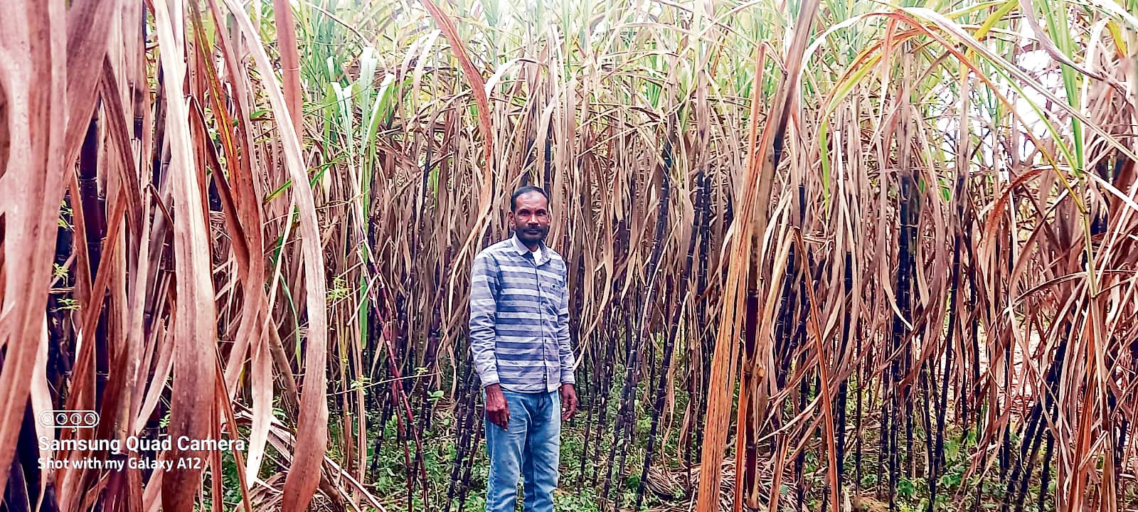 फूलगोभी व गन्ना की खेती से आत्मनिर्भर बन रहे किसान