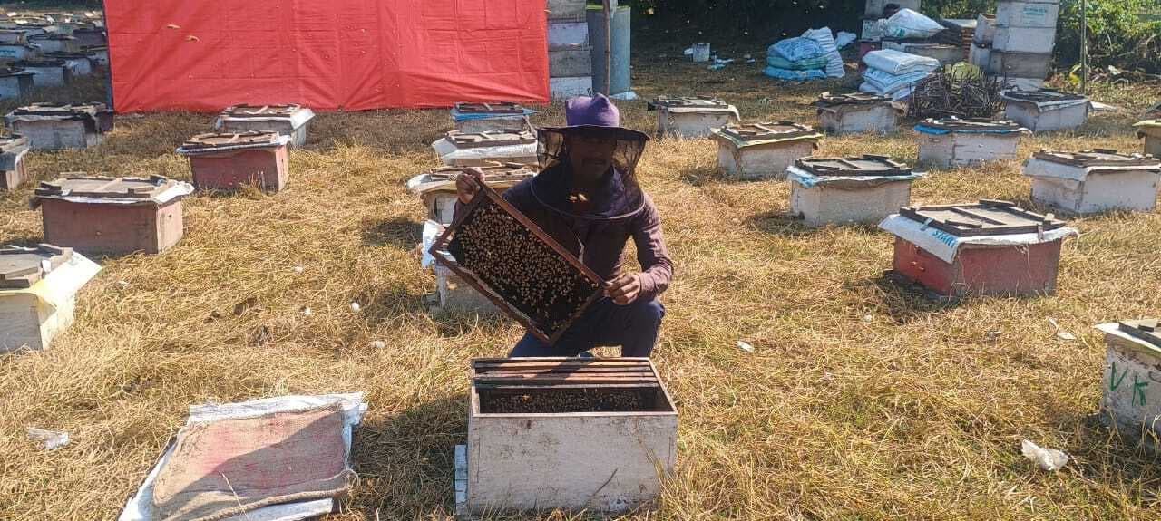 शहद उत्पादन कर अपने व परिवार का भविष्य संवार रहे सनोज