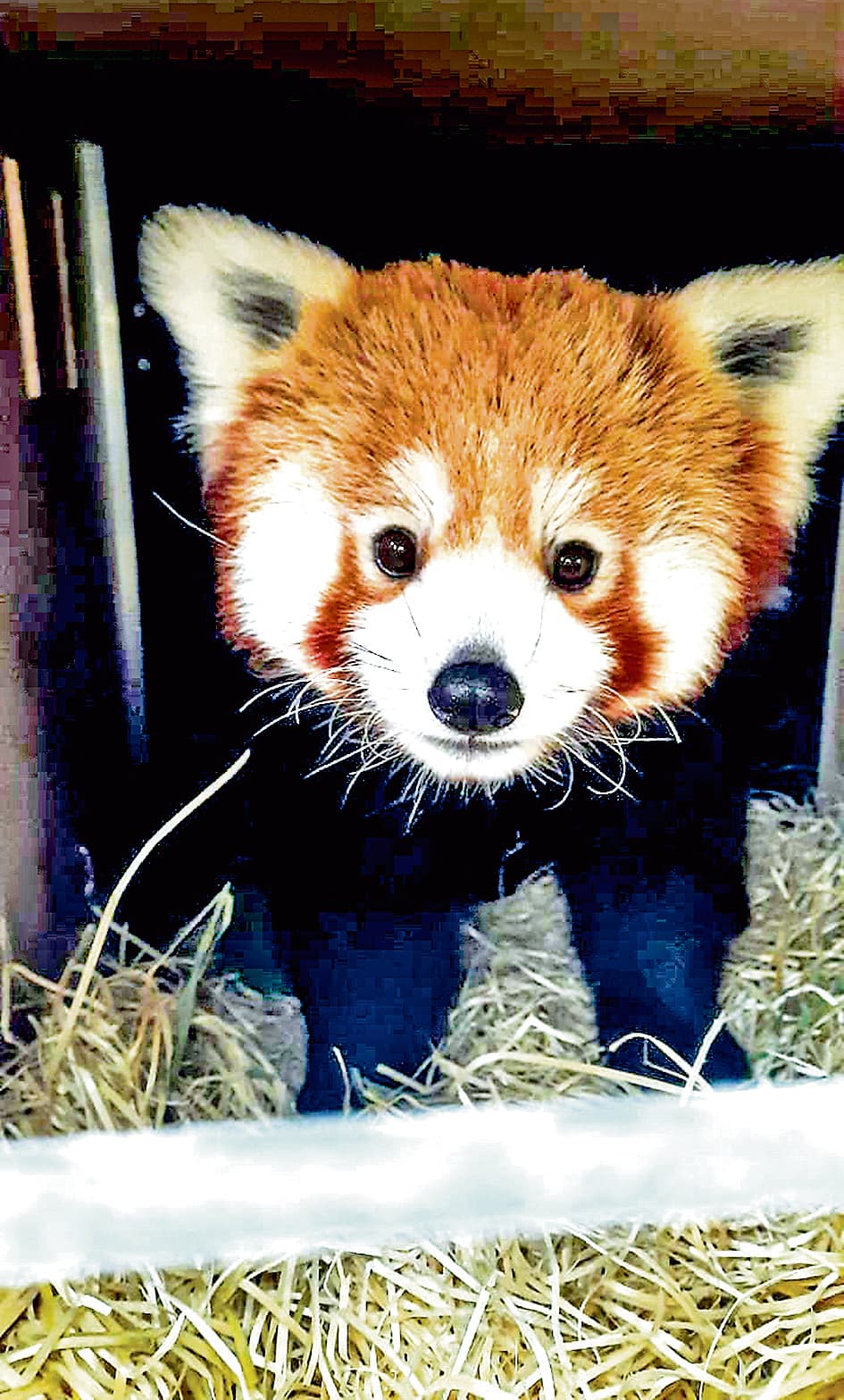 International Red Panda Day : भारत के इन राज्यों में देखे जा सकते हैं विलुप्ती की कगार पर पहुंच चुके रेड पांडा