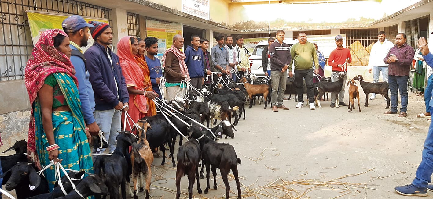 hajipur news. बकरी एवं भेड़ विकास योजना में सामान्य कैटेगरी को 80% व एससी-एसटी को 90% अनुदान