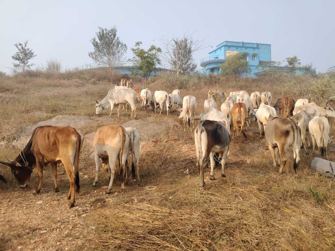 East Singhbhum : मुसाबनी के रास्ते बंगाल जा रहे 50 गौवंश जब्त, तस्कर फरार