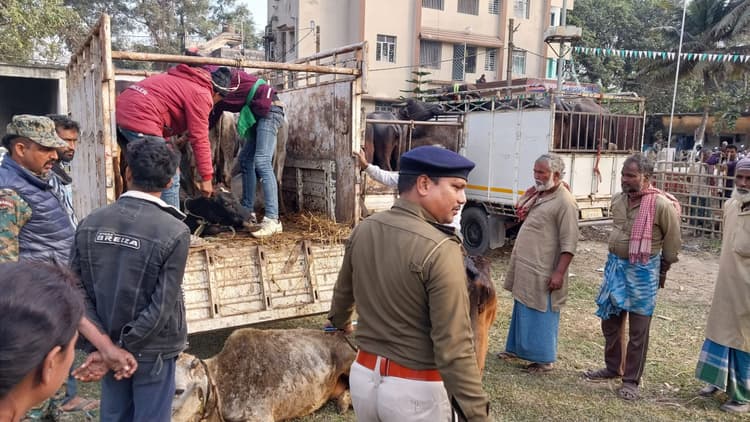 मवेशी लोड चार पिकअप जब्त, 11 व्यापारी गिरफ्तार