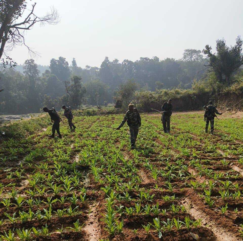 70 एकड़ में अफीम की फसल को किया नष्ट