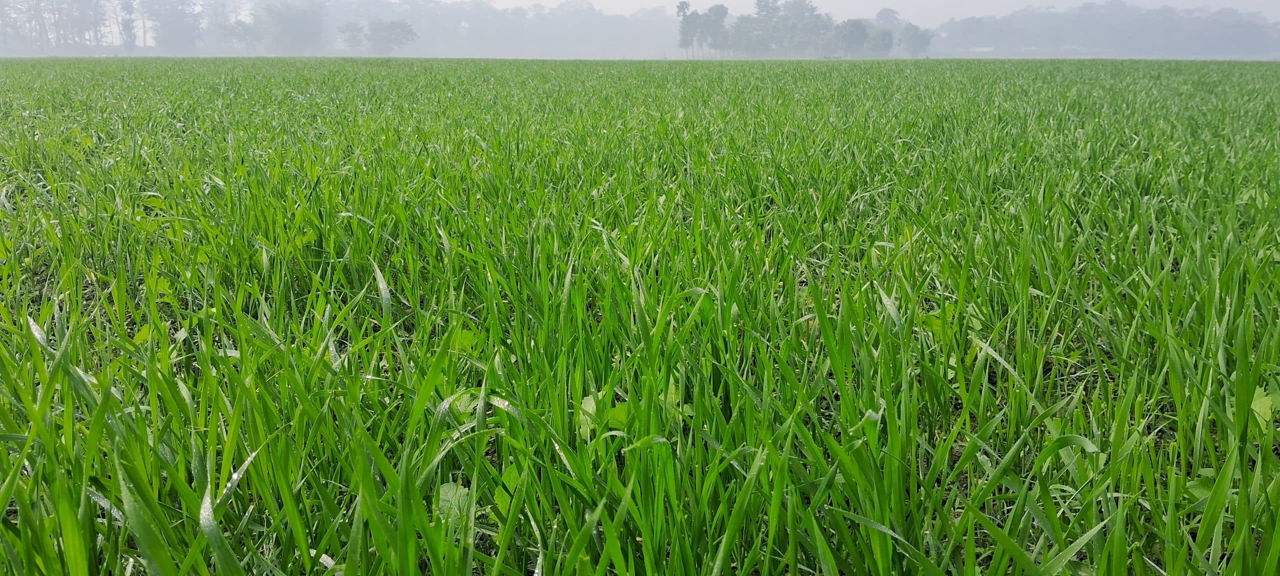 अत्यधिक ठंड नहीं पड़ने से किसान व व्यवसायी की बढ़ी है चिंता