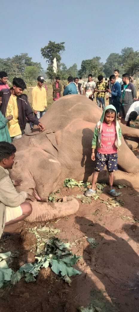 Chaibasa News : गर्भवती हथिनी की मौत, नहीं बचाया जा सका बच्चा