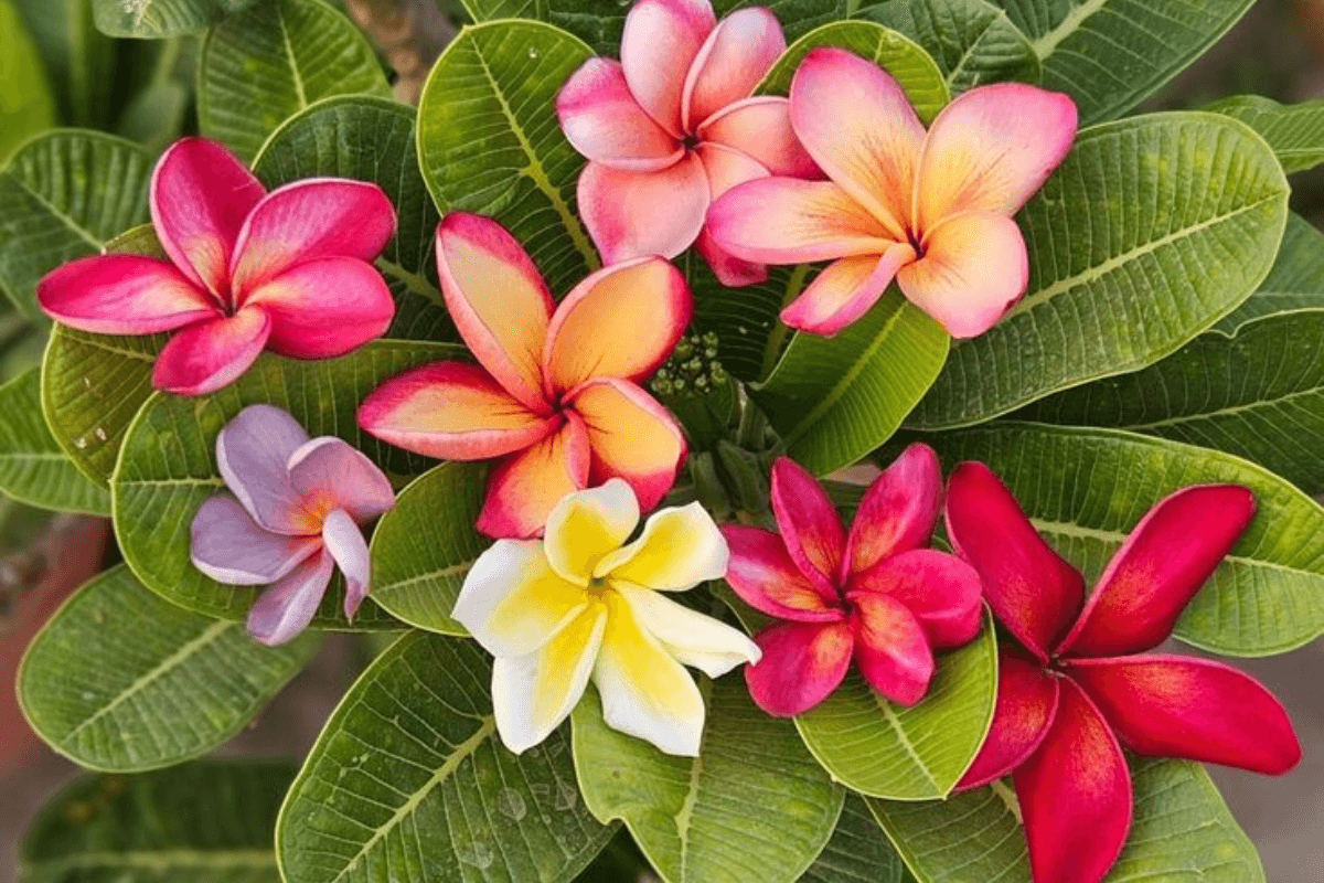 Plants animals don't eat: इन फूलों और पौधों को जानवर भी नहीं खाते: जानें इनके फायदे और उपयोग