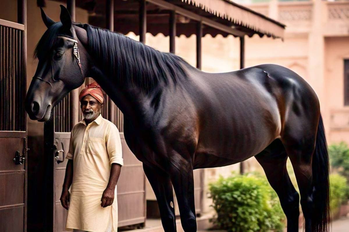 PM Modi Kuwait Visit : कभी कुवैत और भारत के बीच होता था घोड़ों का व्यापार, लकड़ी लेकर पहुंचते थे व्यापारी