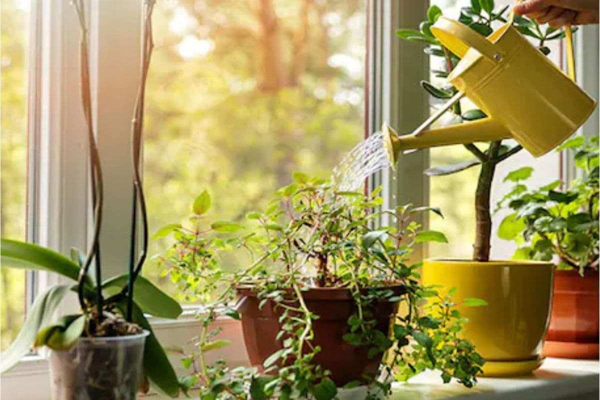 Vastu Tips : घर में लगाएं इन लकी पौधों को, चमक जाएगी आपकी किस्मत