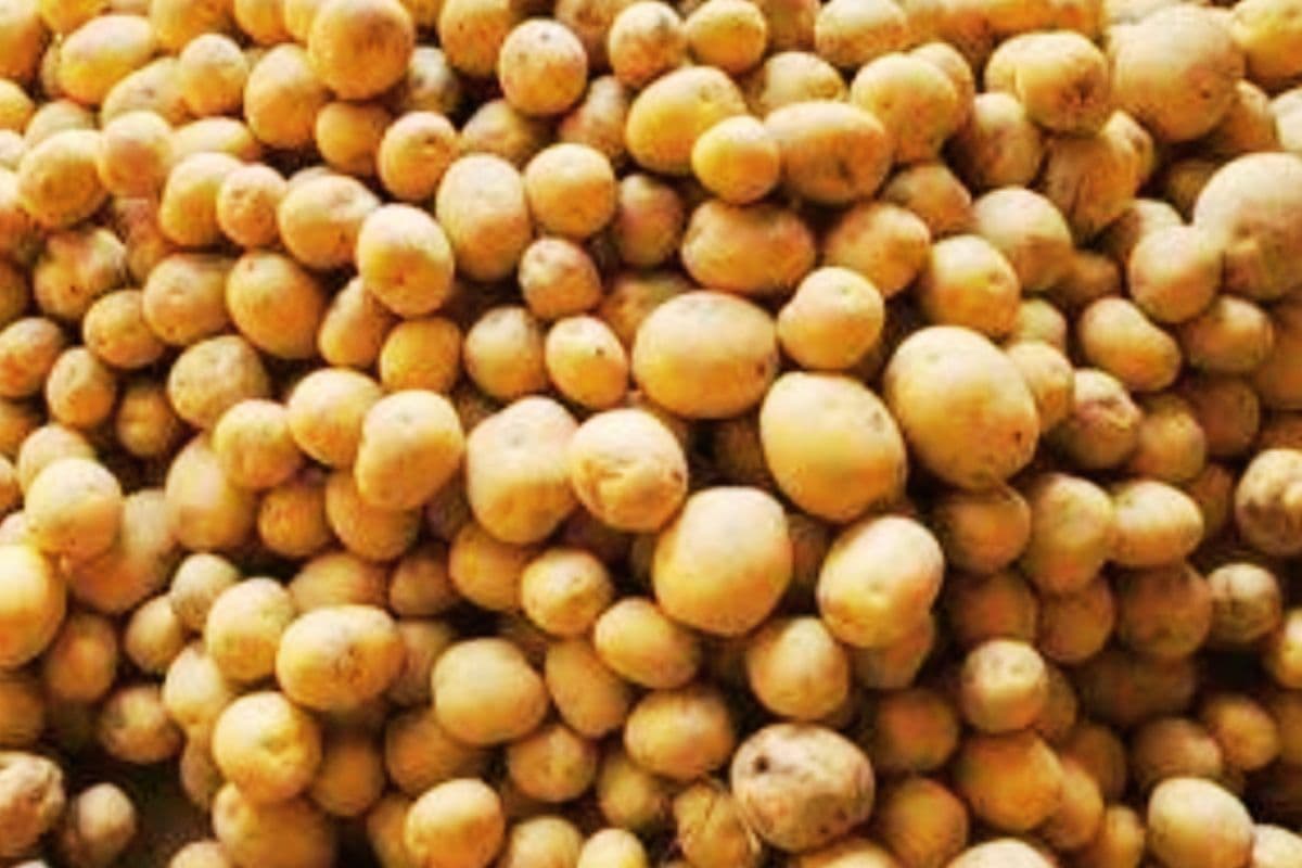 Potato Price: झारखंड की थाली से ममता ने छीनी आलू, योगी ने परोसा