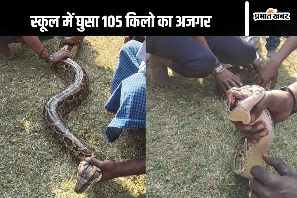 Video : सीवान के स्कूल में घुसा 18 फीट लंबा अजगर, बच्चों की सूझबूझ से बची जान