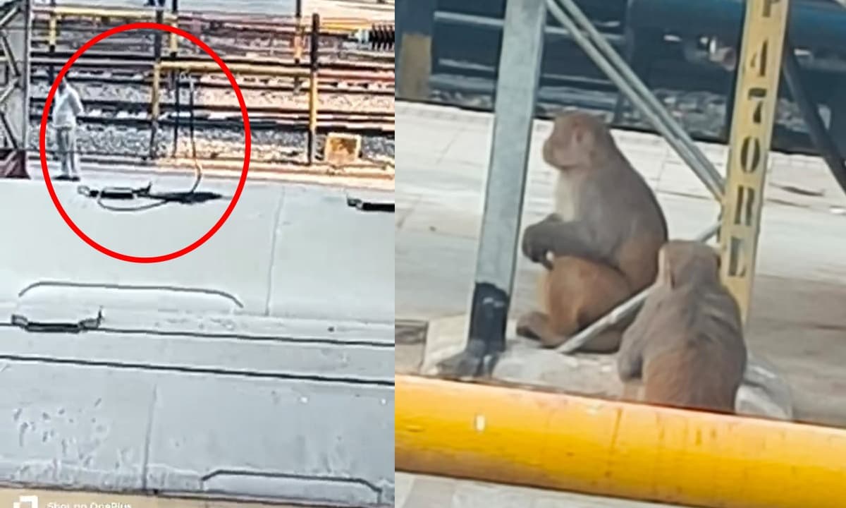 Bihar News: बिहार में दो बंदरों ने रोकी ट्रेन की रफ्तार, एक घंटे तक परिचालन रहा बाधित
