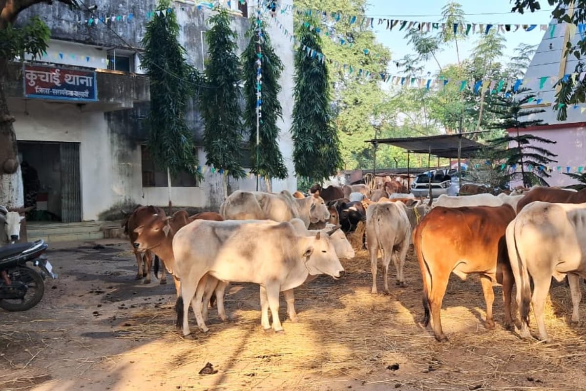 Jharkhand Crime News: सरायकेला में एसटीएफ ने गौ तस्करों को पकड़ा, 44 बैल जब्त