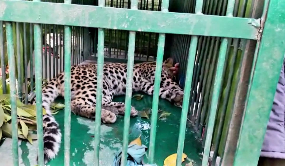 Video: 15 दिनों बाद पकड़ा गया खूंखार तेंदुआ, दर्जनों लोगों को किया था जख्मी, देखिए रेस्क्यू का वीडियो