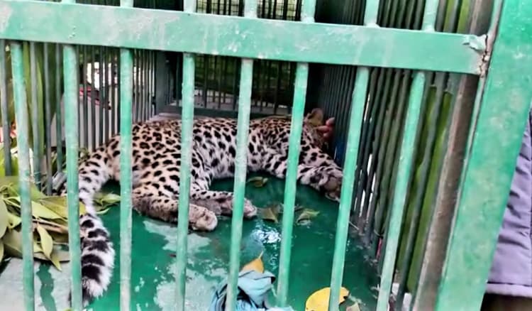 Video: 15 दिनों बाद पकड़ा गया खूंखार तेंदुआ, दर्जनों लोगों को किया था जख्मी, देखिए रेस्क्यू का वीडियो