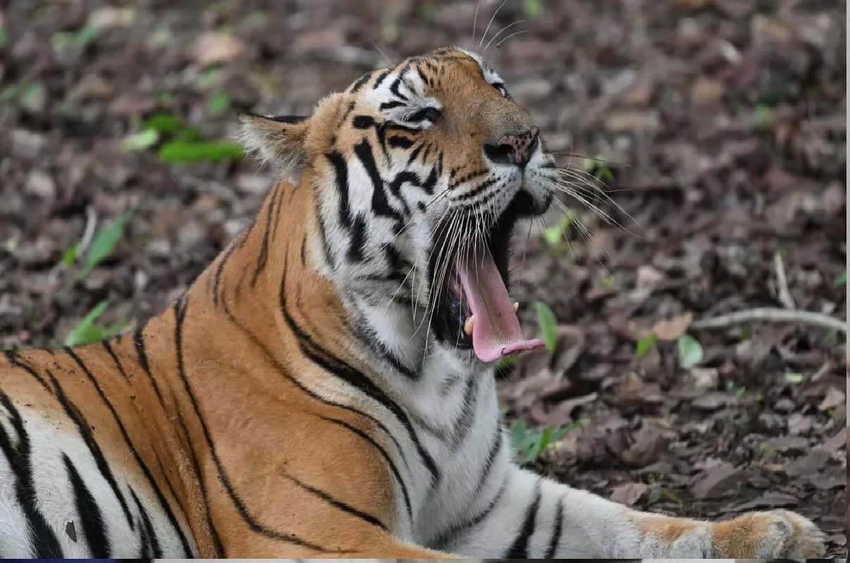 बाघिन ‘जमुना’ को पकड़ने में लगी वन विभाग की टीम, वनकर्मी रेडियो कॉलर का क्यों कर रहे प्रयोग