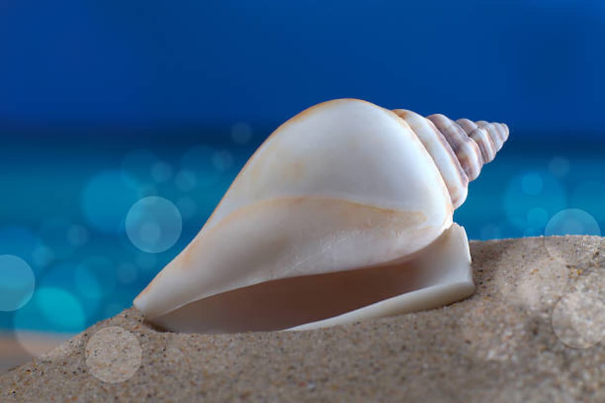vastu tips for conch shell vastu tips for conch shell