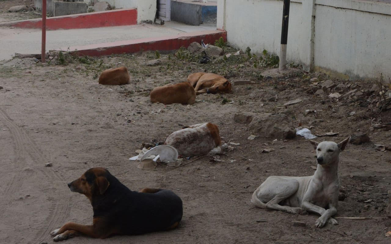 Patna News: पटना में राह चलते हमला कर रहे कुत्ते, 12 महीनों में एक लाख 63 हजार लोगों ने लिया एंटी रेबीज इंजेक्शन
