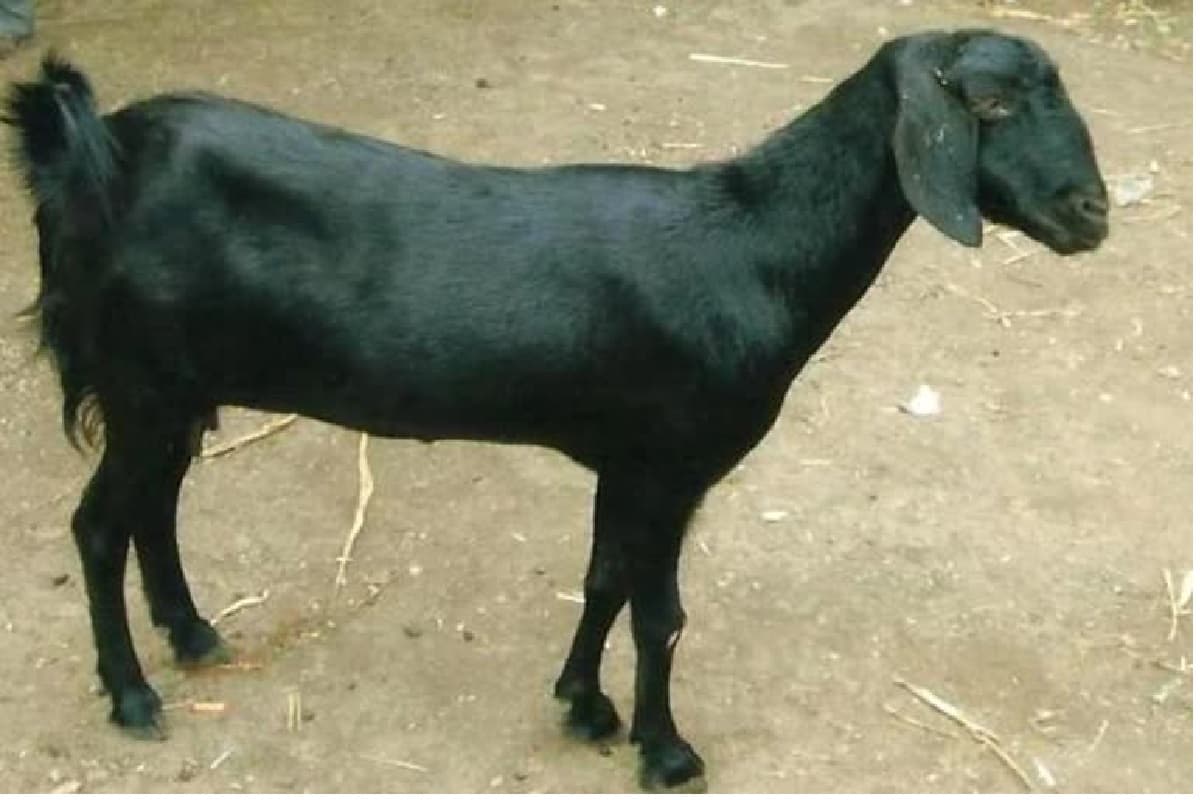 औरंगाबाद: जिला पार्षद का बकरा गायब, डायल 112 की पुलिस बकरी को किया बरामद, बकरे के लिए कर रही छापेमारी