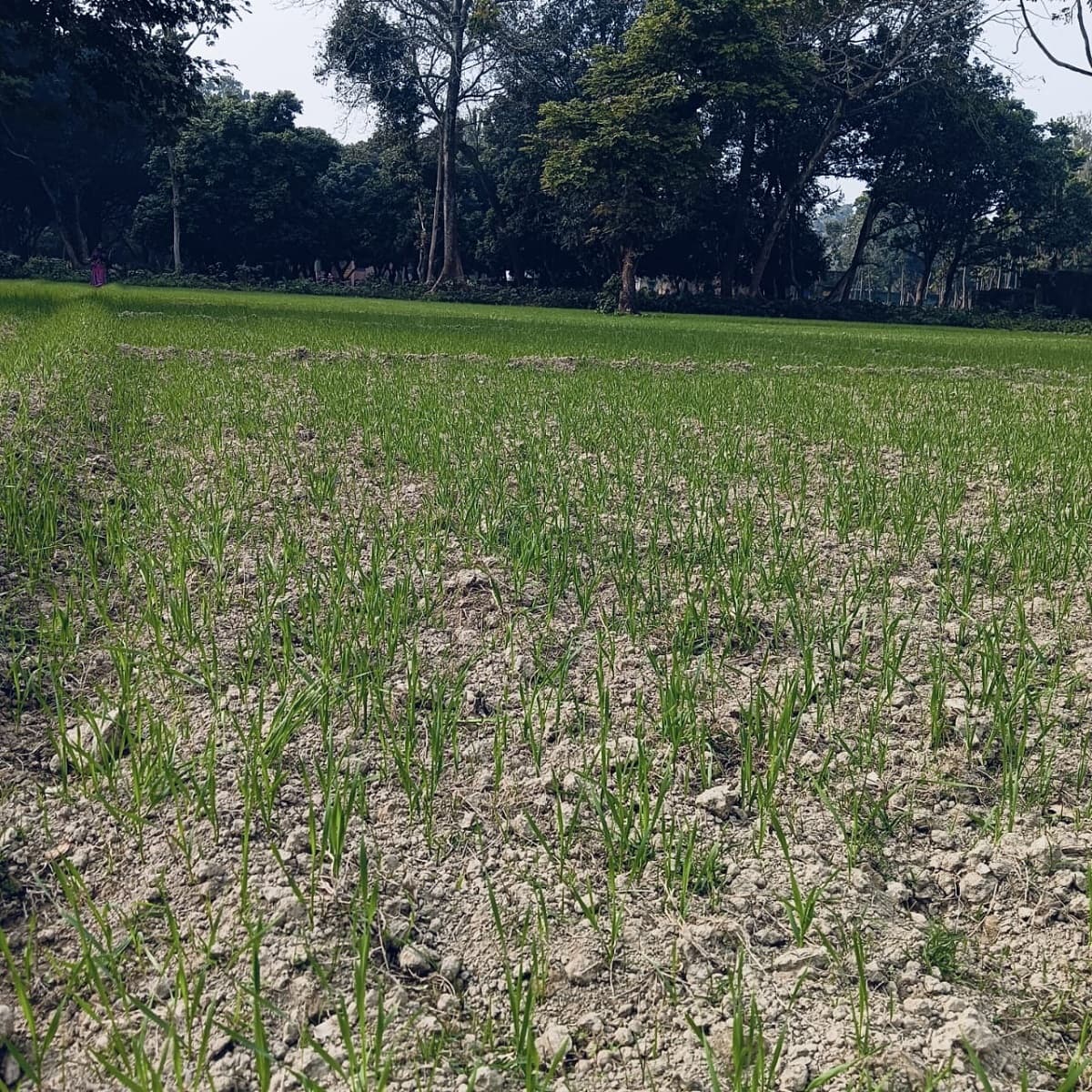 Purnia news : गेहूं उत्पादक किसानों को मौसम ने फिर दिया धोखा, समय से शुरू नहीं हुई ठंड