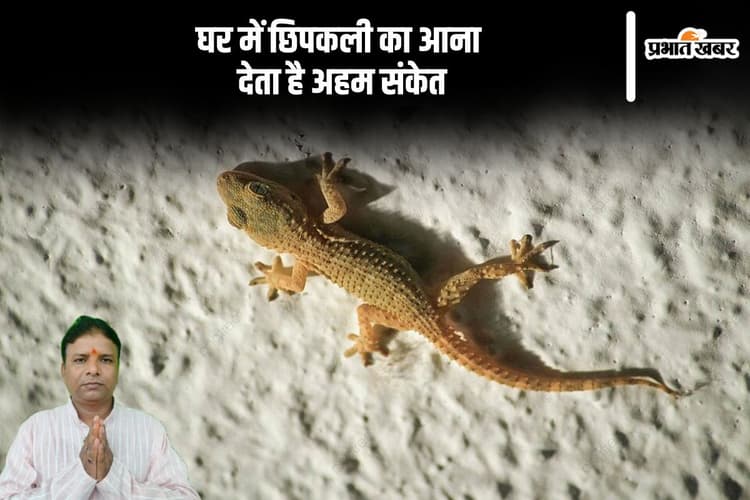 घर में छिपकली का नजर आना शुभ होता है या अशुभ, जानें क्या होते हैं संकेत
