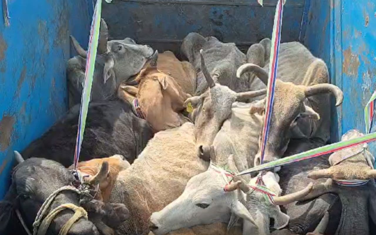 Video: दो पिकअप में भर कर ले जा रहे थे 22 गाय, औरंगाबाद में यूपी का चालक हुआ गिरफ्तार