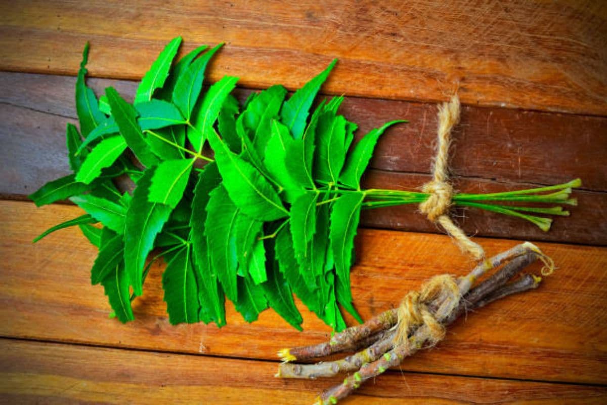Benefits of Neem leaves: खाने में कड़वा, लेकिन फायदे कई, नीम की पत्तियों से दूर होंगी कई बीमारियां