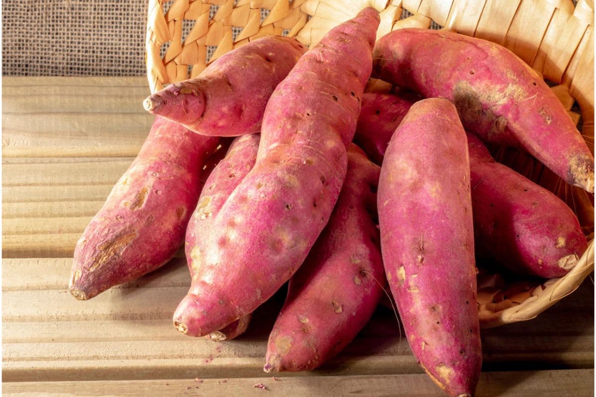 Benefits of Sweet Potato: सर्दियों में खाएं शकरकंद, मिलेंगे ये 5 जबरदस्त फायदें