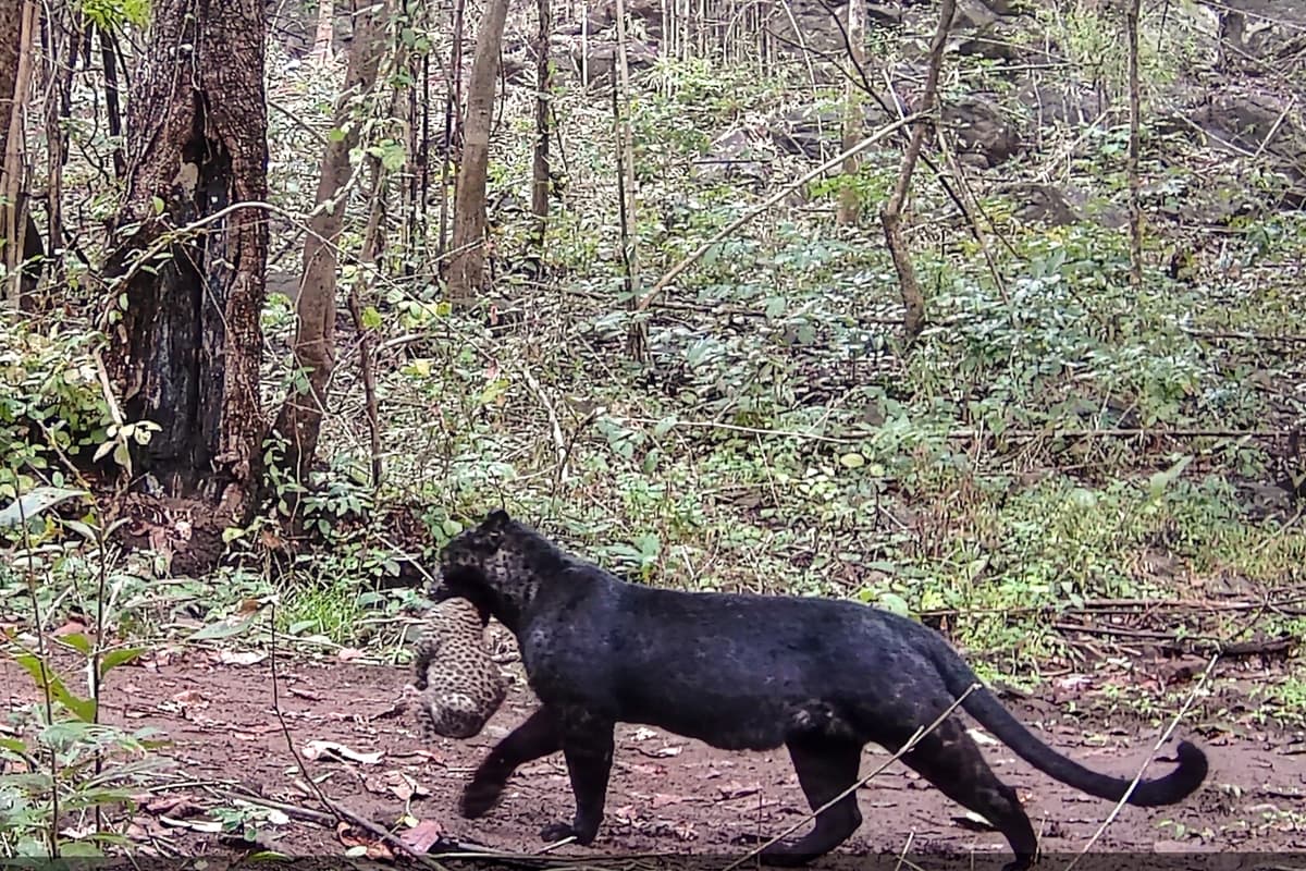 Black Leopard: ओडिशा के जंगल में नजर आया मोगली का 'बगीरा', अपने शावक के साथ दिखा दुर्लभ काला तेंदुआ, देखें वीडियो