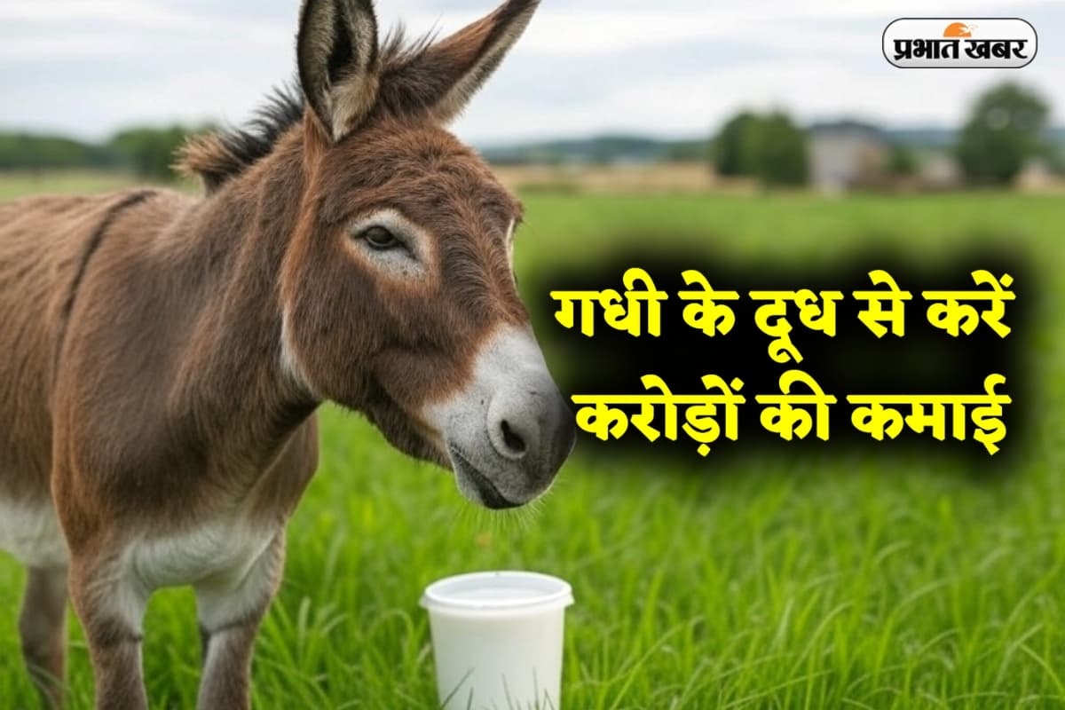 Business Idea: गधी के दूध से करें करोड़ों की कमाई, जानें कैसे 5,000 रुपये लीटर बिकता है यह दूध