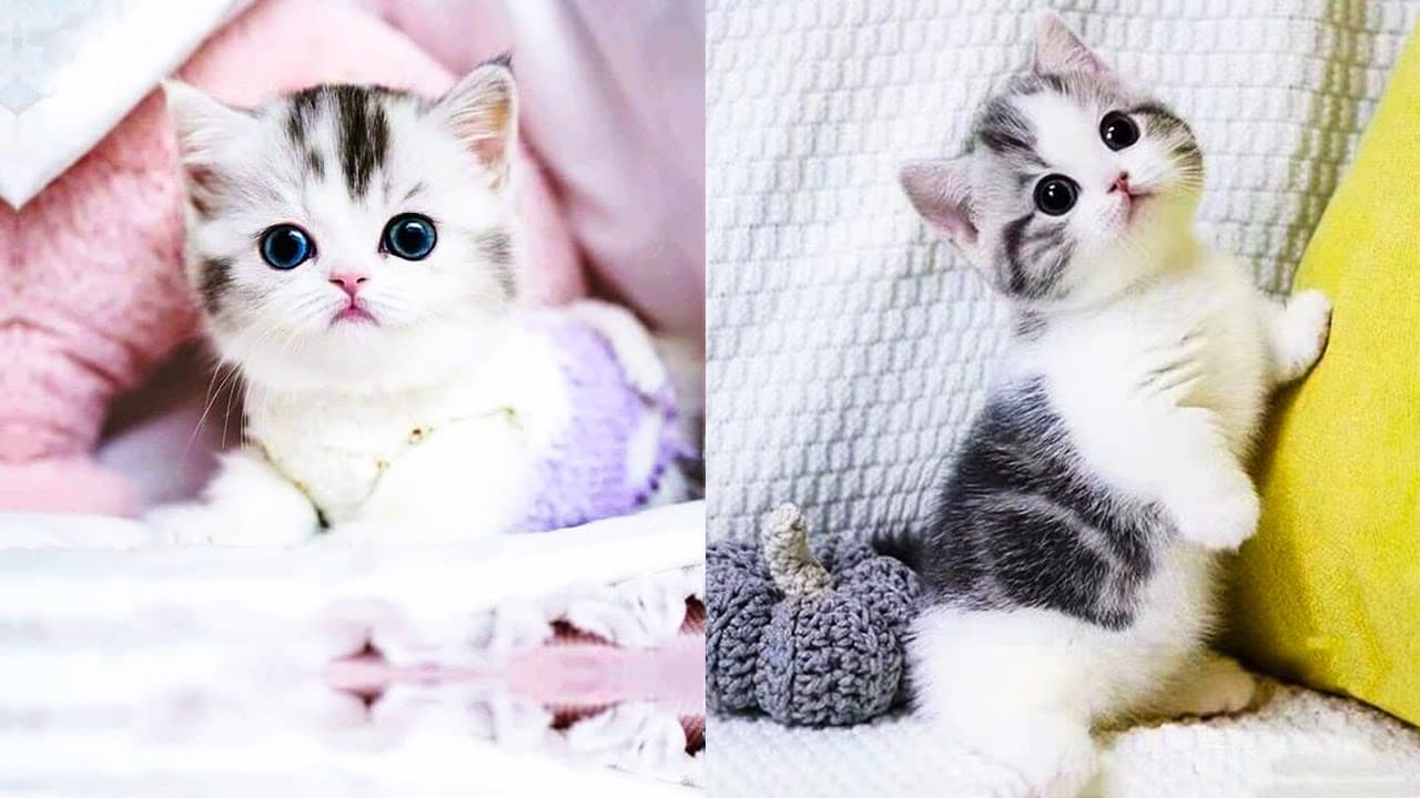 National Cat Day 2025 : 5 जनवरी मनाया जाता है नेशनल कैट डे, जानें कुछ इंटरेस्टिंग फैक्टस