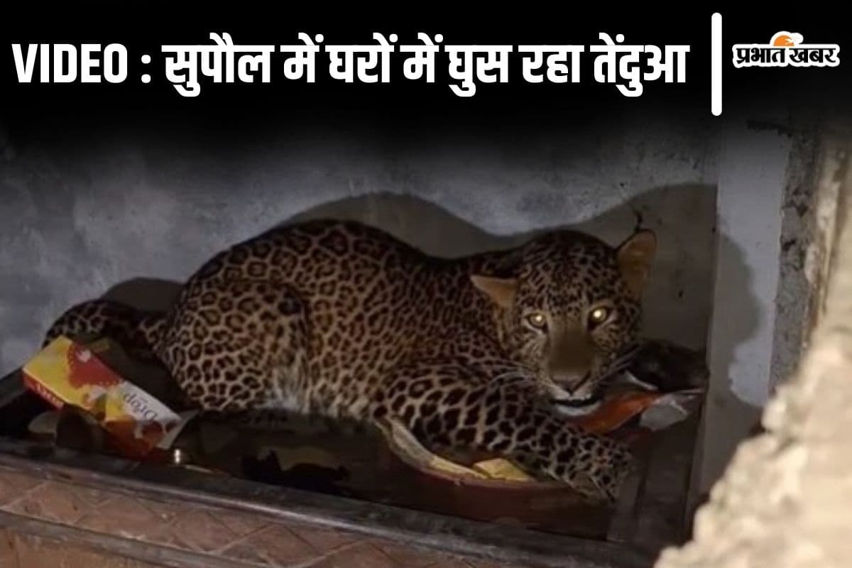 Video: बिहार के सुपौल में घरों में घुस रहे तेंदुआ को देखिए, पूजा घर में जाकर बैठा तो भागी महिला