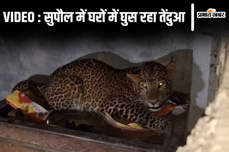 Video: बिहार के सुपौल में घरों में घुस रहे तेंदुआ को देखिए, पूजा घर में जाकर बैठा तो भागी महिला