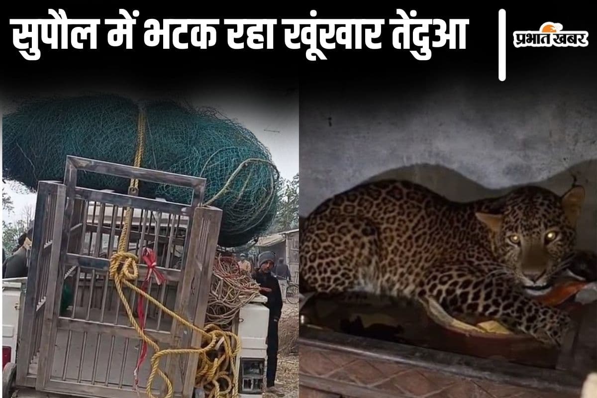 Video: सुपौल में भटक रहा है खूंखार तेंदुआ, महाजाल-पिंजड़ा और ट्रेंकुलाइजर गन लेकर पहुंची एक्सपर्ट टीम